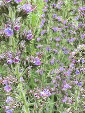 Echium vulgare