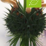 Leonotus nepetifolia