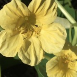 Tropaeolum majus Glorious gleam