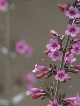 Penstemon parryi, the Parry's penstemon, Parry's beardtongue or desert penstemon, is a wildflower native to the Sonoran Desert of Southern Arizona and northern Mexico. It is a perennial that blooms in March and April. In the wild, plants flower in their second year.