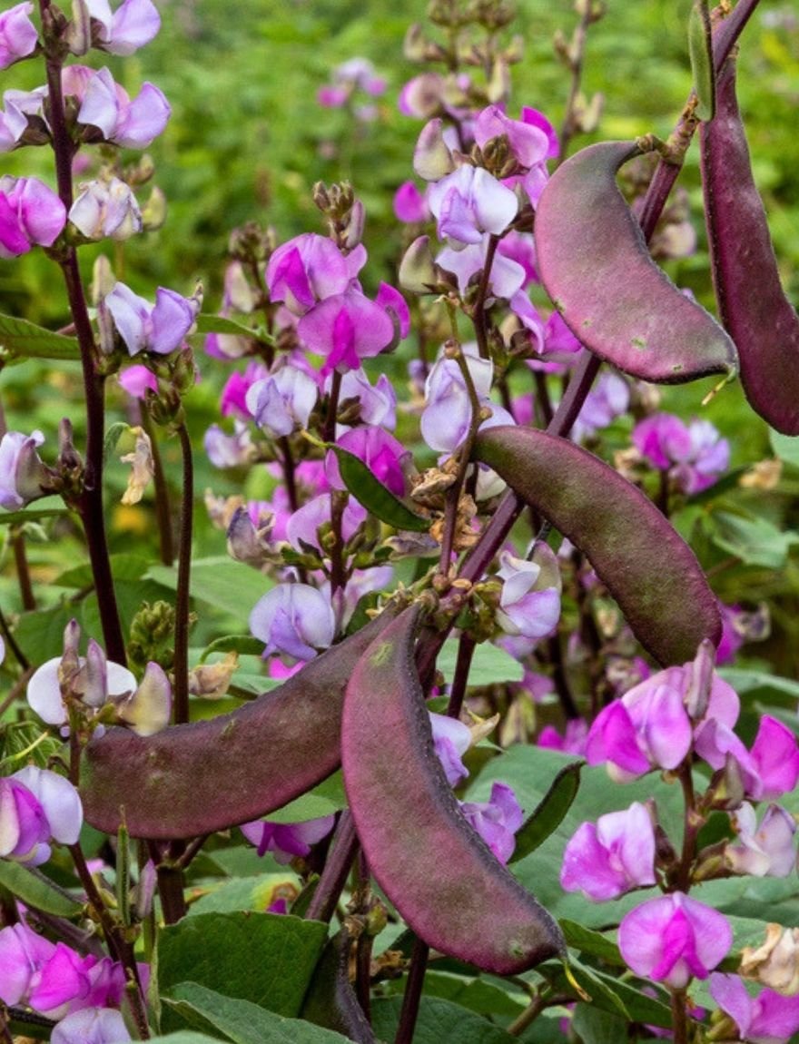 Dolichos lablab 'Ruby Moon'