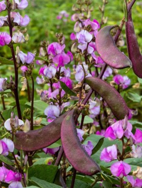 Dolichos lablab 'Ruby Moon'