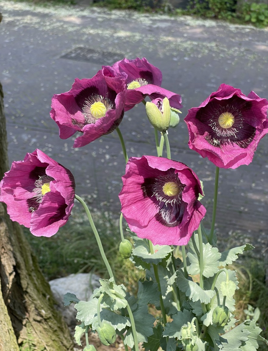 Papaver somniferum 'Laurens Grape'