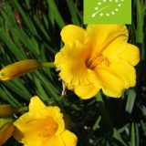 Siertuinpakket (biologisch)