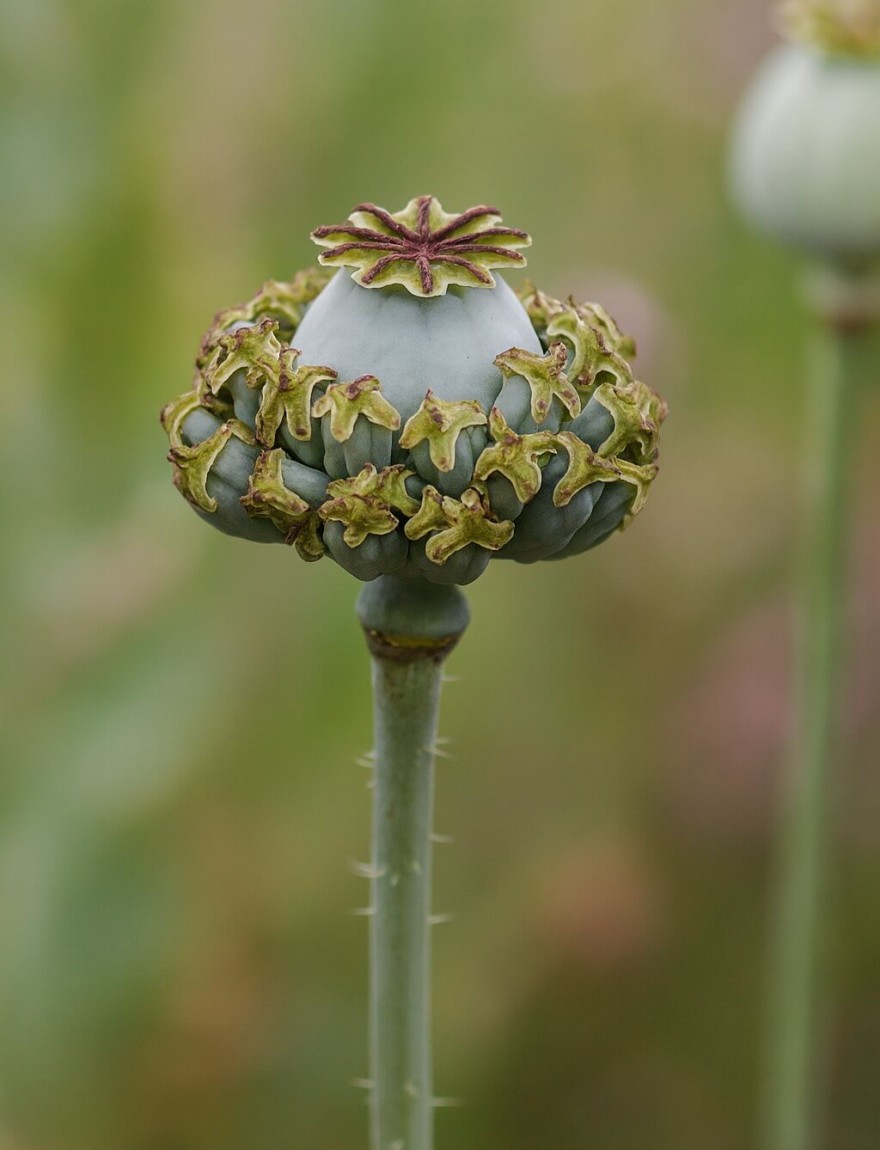 Papaver somniferum Hen Chickens