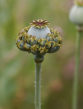 Papaver somniferum Hen Chickens