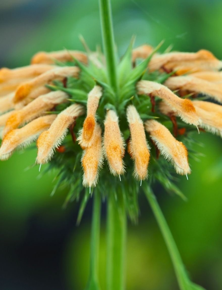 Leonotis nepetifolia