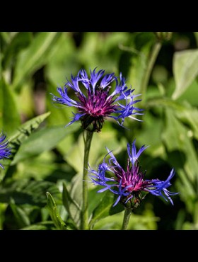 Inheemse planten (zaden)