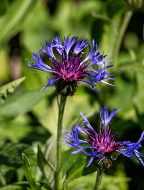 Blooming mountain cornflower (Centaurea montana)