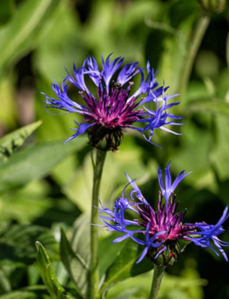 Blooming mountain cornflower (Centaurea montana)