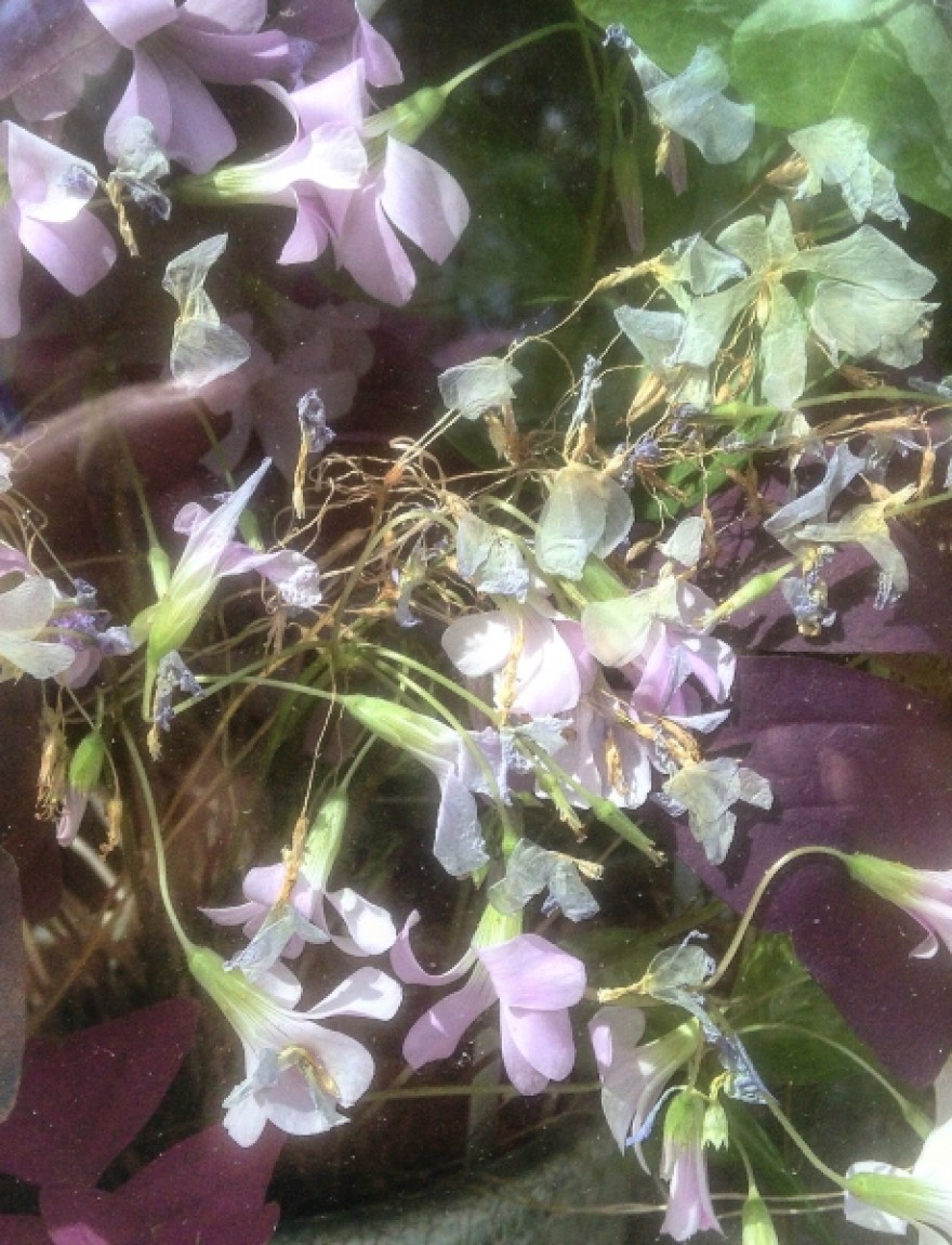 Oxalis triangularis ssp. papillionacea