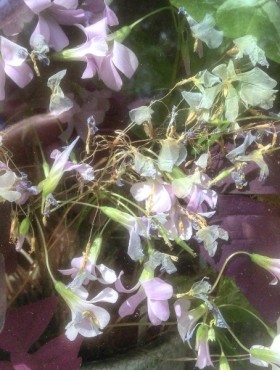 Oxalis triangularis ssp. papillionacea