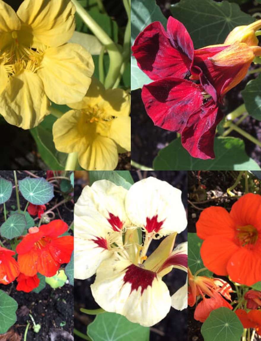 Tropaeolum majus Glorious gleam