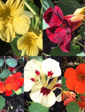 Tropaeolum majus Glorious gleam