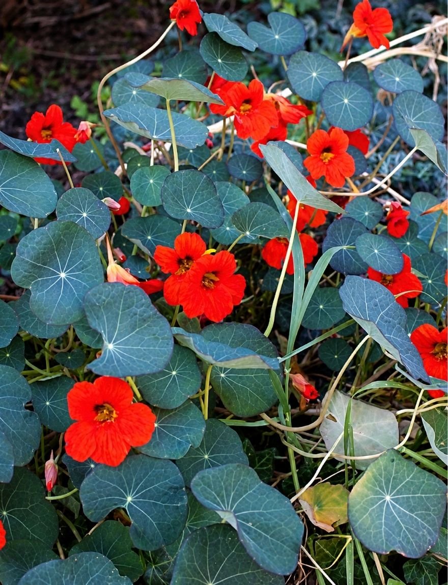 Tropaeolum nanum ’Princess of India'