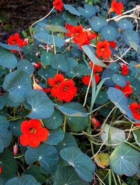 Tropaeolum nanum ’Princess of India'