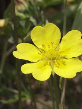Sulphur cinquefoil (Potentilla recta) is a pretty, creeping yellow wildflower found in clumps on waste ground and in dry conditions. Macro photograph 50mm lens with 20mm extension tube.