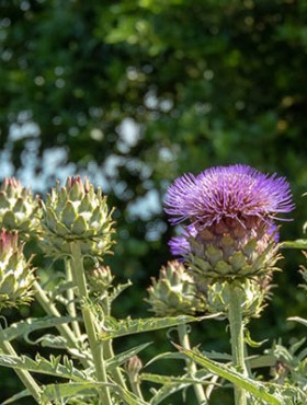 Cynara cardunculus purple flower head in the sunny garden. Globe artichoke,French artichoke or green artichoke vegetable plant inflorescences.