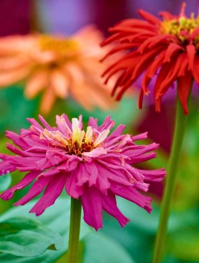 Zinnia elegans 'Cactus Flowered Mix'