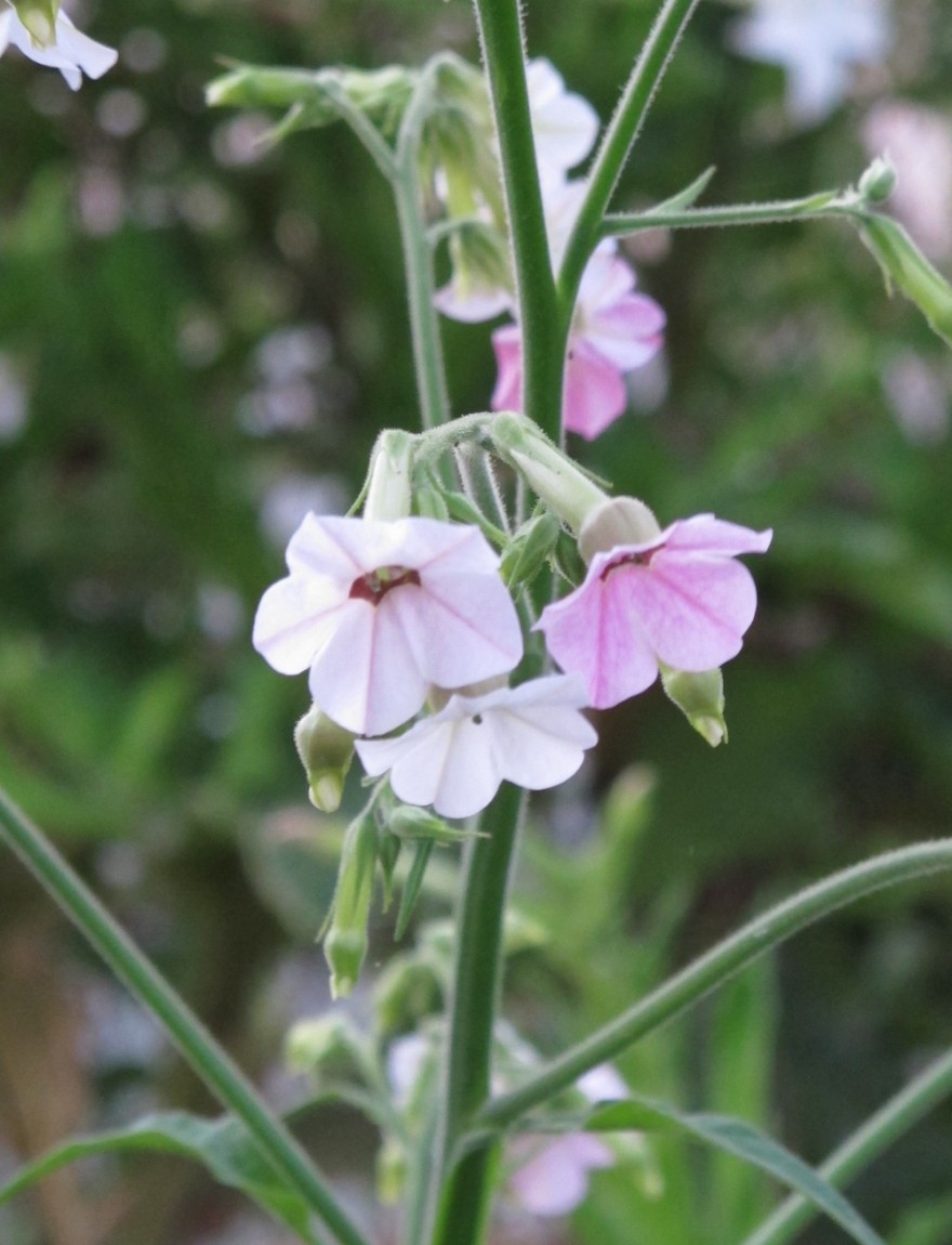 Nicotiana mutabilis