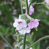 Nicotiana mutabilis