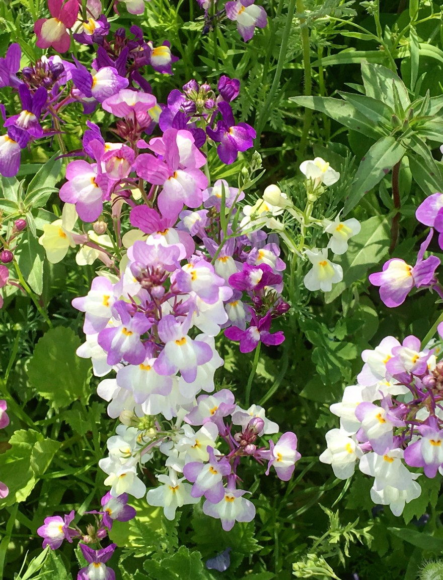 Linaria maroccana 'Northern Lights'