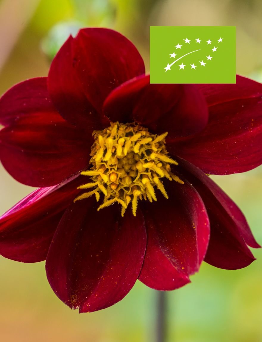 Eetbaar pakket (biologisch)