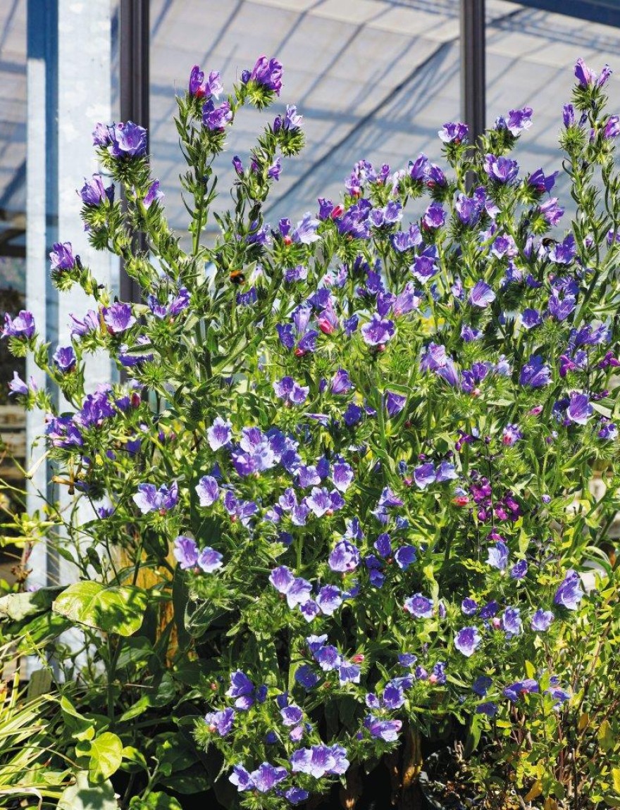 Echium plantagineum 'Blue Bedder'