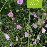 Althaea cannabina (biologisch)