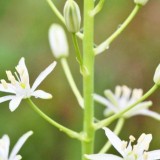 Ornithogalum pyrenaicum