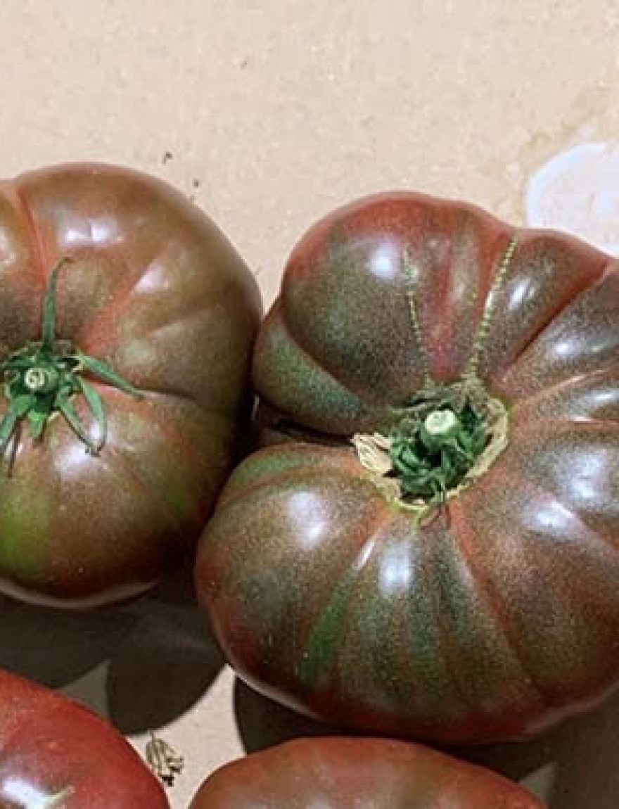 Tomaat 'Cherokee Purple'