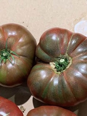 Tomaat 'Cherokee Purple'
