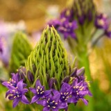 Scilla peruviana / Peruaanse sterhyacint