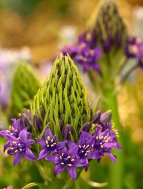 Scilla peruviana / Peruaanse sterhyacint