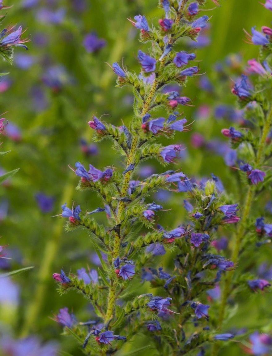 Echium vulgare