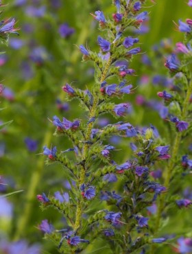Echium vulgare