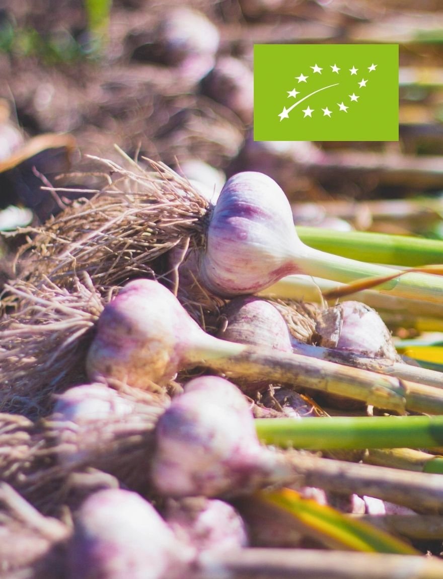 Allium sativum var. ophioscorodon / Spaanse knoflook