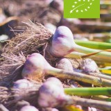 Allium sativum var. ophioscorodon / Spaanse knoflook