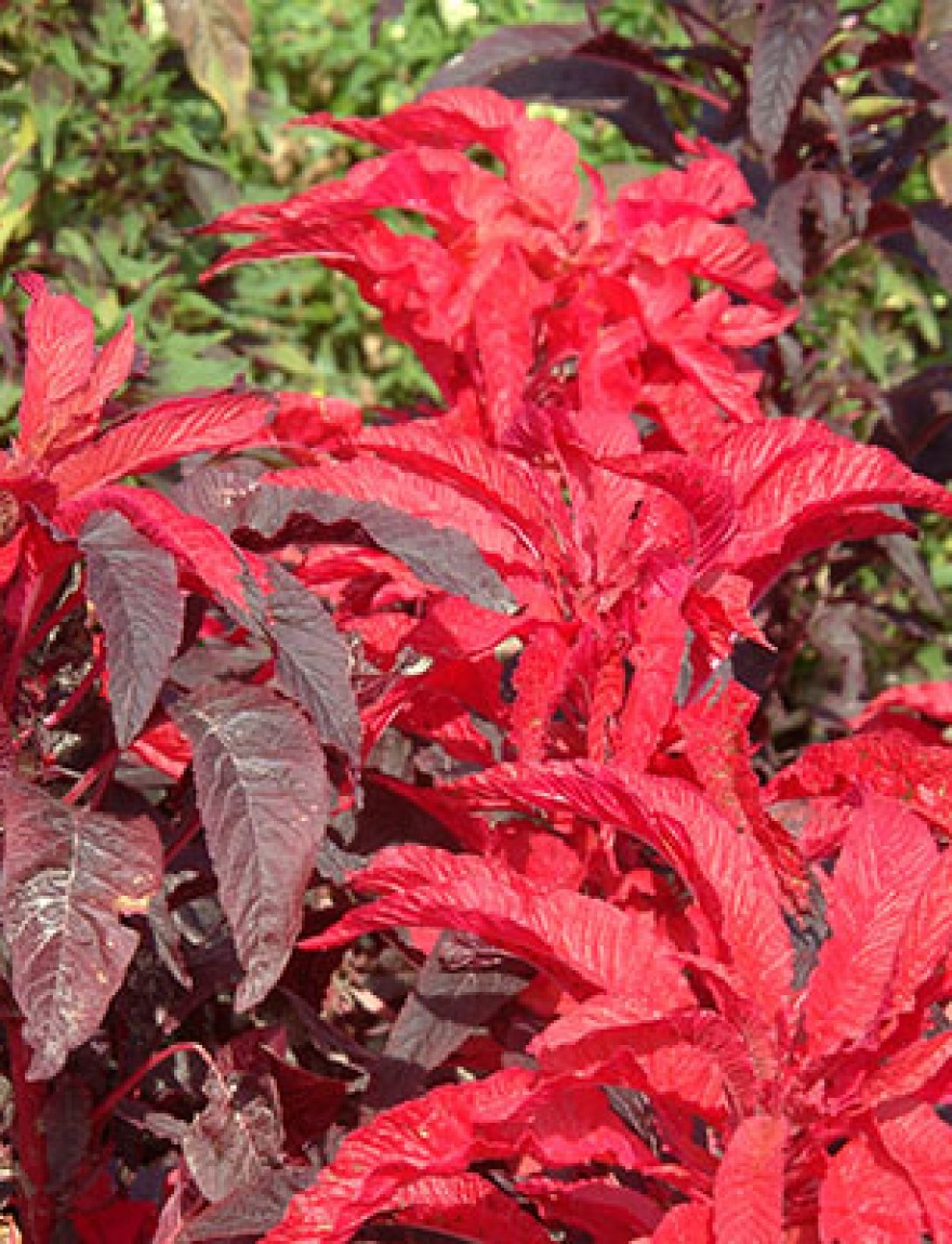 Amaranthus bicolor 'Molten Fire'