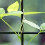 Apos americana, American groundnut, is a vining plant in the bean family that is grown for its tubers.