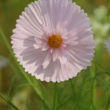 Cosmos 'Cupcakes Blush'