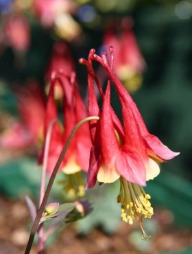 Aquilegia canadensis
