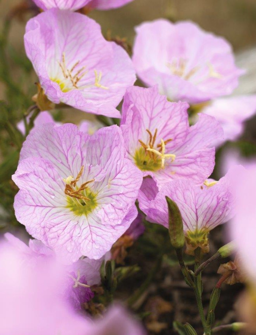 Oenothera speciosa 'Siskyou Pink'