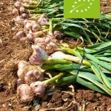 Knoflook 'Sabagold' (Allium sativum) - bio