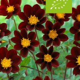 Eetbaar pakket (biologisch)