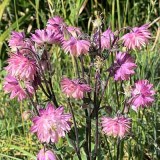 Aquilegia vulgaris 'Nora Barlow'