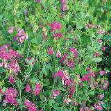 Lathyrus tuberosus