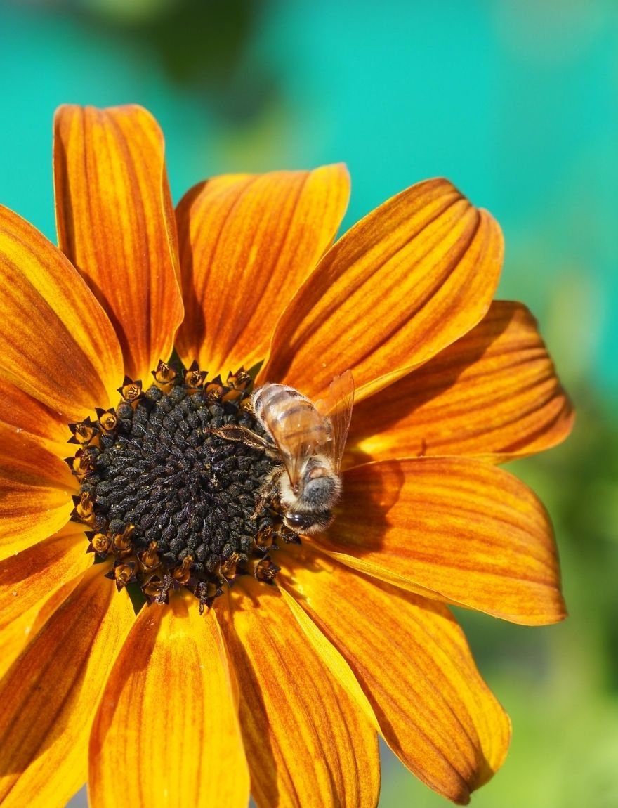 Helianthus debilis 'Soluna Bronze'