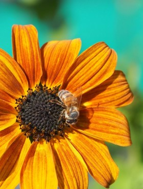 Helianthus debilis 'Soluna Bronze'