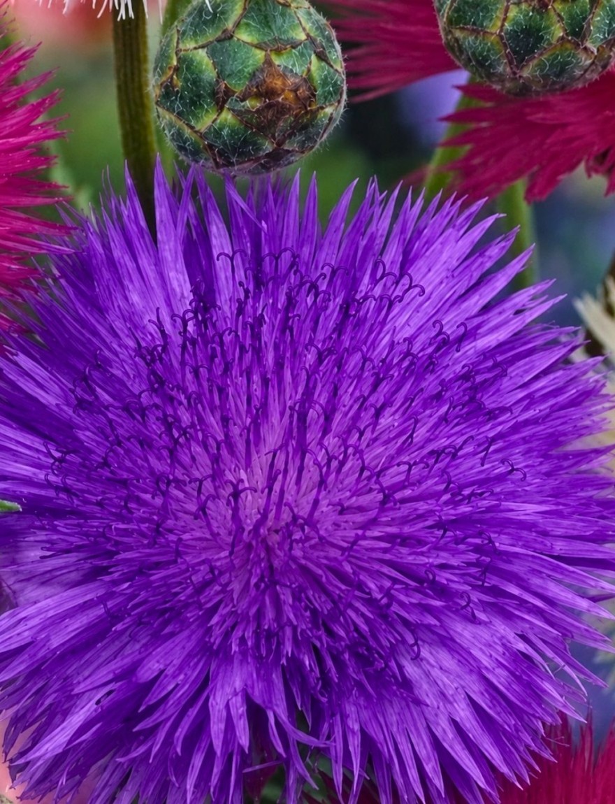 Centaurea moschata imperialis Purpurea Splendens